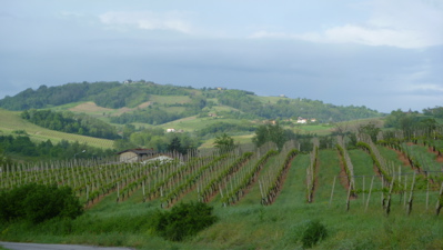 Lombardy Vineyards